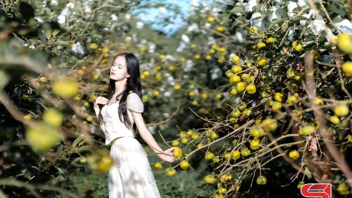 Du lịch nông nghiệp sản phẩm độc đáo trên cao nguyên - Báo Sơn La
