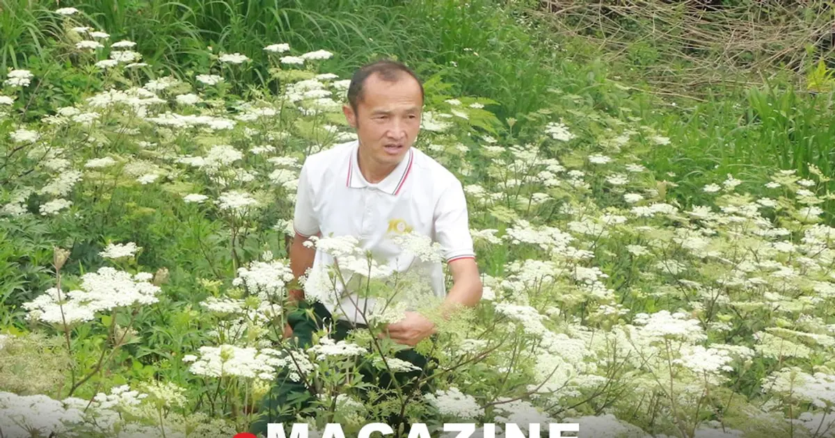 Người "đứng mũi" dưới chân núi Puxailaileng -Bài cuối: Đảng viên đi trước, bản làng theo sau
