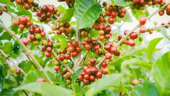 Giá cà phê hôm nay 29/10/2025: Biến động trái chiều