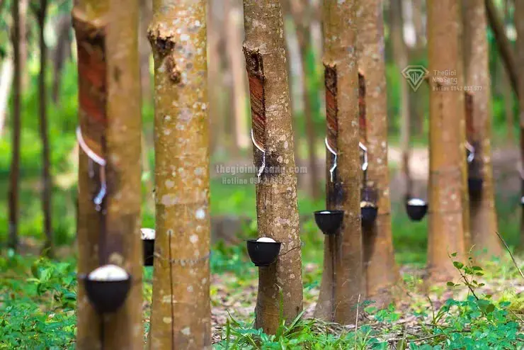 Giá cao su tăng mạnh dưới tác động của xe điện và rủi ro nguồn cung: Tác động đến thị trường bất động sản và đầu tư hạ tầng Việt Nam