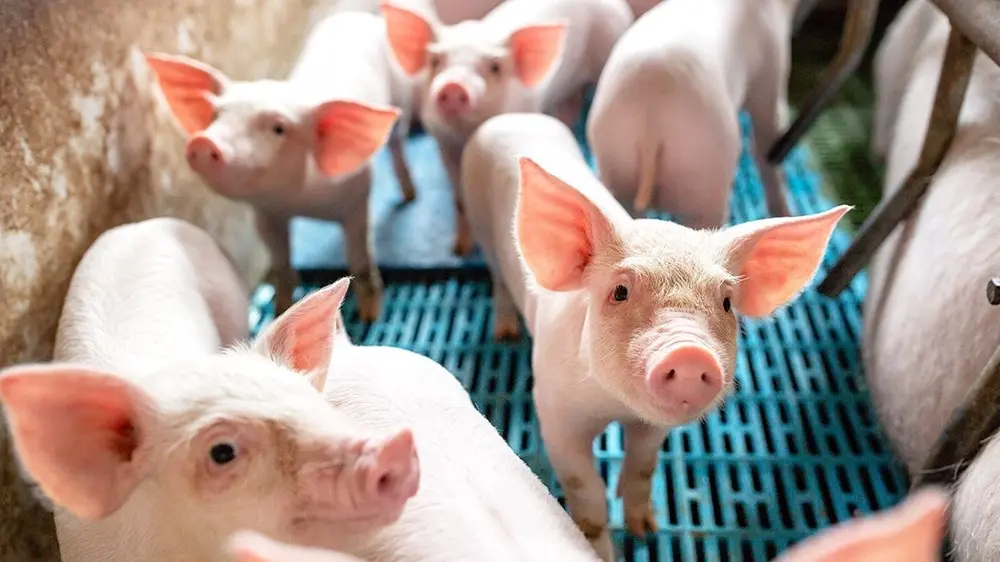 Giá Heo Hơi Hôm Nay 25/10: Việt Nam Vượt Trung Quốc Hơn 10.000 Đồng/Kg - Phân Tích Thị Trường