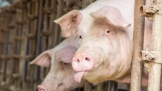 Giá heo hơi hôm nay 23/8/2025: Rơi xuống mức 53.000 đ/kg