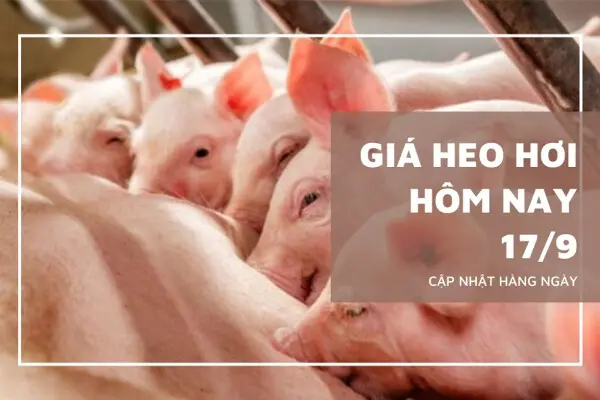 Giá heo hơi hôm nay 17/9: Tăng đồng loạt tại miền Bắc và miền Trung - Tây Nguyên