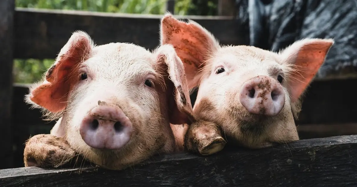 Giá Heo Hơi Hôm Nay 20/9: Miền Đông Nam Bộ Giữ Vững Đỉnh 59.000 Đồng/kg