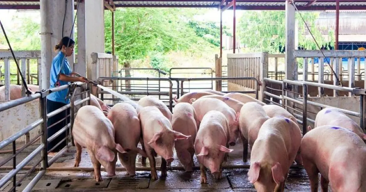 Giá heo hơi hôm nay 24/8/2025: Miền Bắc tiếp tục giảm 1.000 đồng/kg