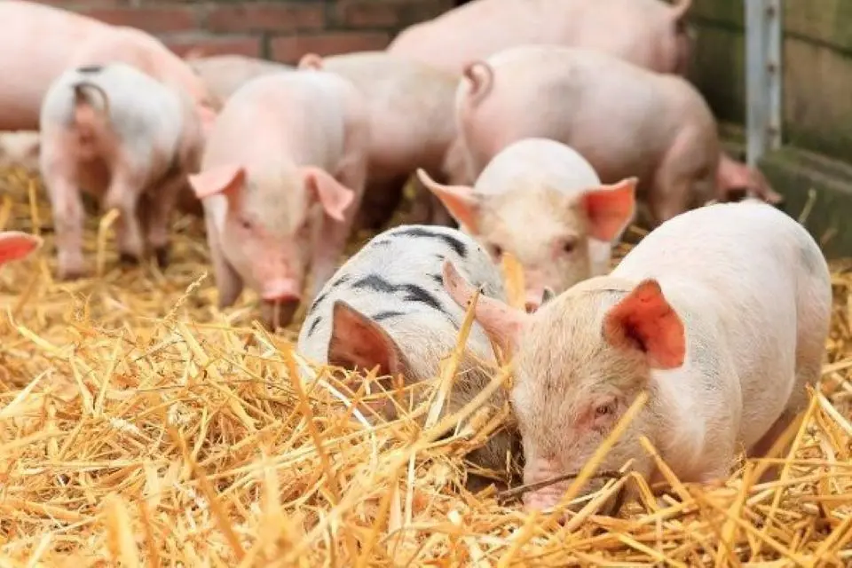Giá Heo Hơi Hôm Nay 5/9/2025: Tiếp Tục Tăng, Thị Trường Sôi Động
