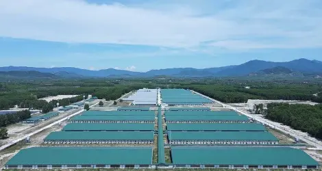Gia Lai Tạm Dừng Đề Xuất Dự Án Chăn Nuôi Mới: Ảnh Hưởng Đến Thị Trường Bất Động Sản?