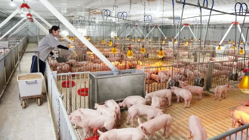 Ước tính chi phí xử lý nước thải chăn nuôi lợn và các kiến nghị cho doanh nghiệp