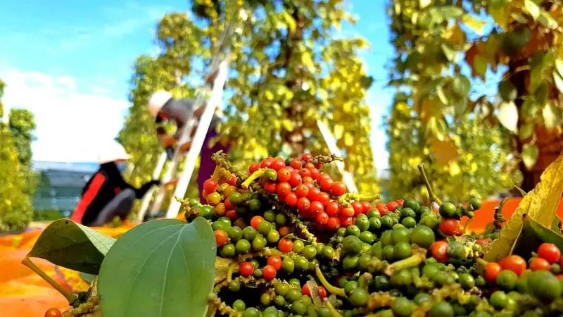 Xuất khẩu hạt tiêu đã mang về hơn 1 tỷ USD - Trang Trại Việt