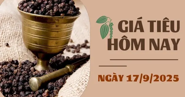 Giá tiêu hôm nay 17/9: Đi ngang trên diện rộng, sản lượng tiêu của Campuchia tăng 30%