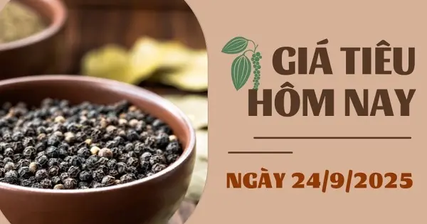 Giá tiêu hôm nay 25/9: Biến động trái chiều, tăng giảm 1.000 đồng/kg tại một số nơi