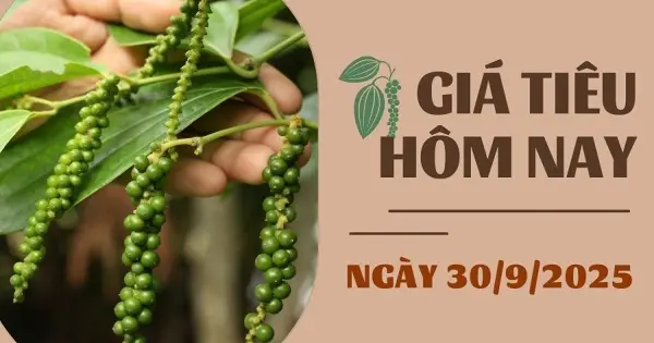Giá tiêu hôm nay 30/9: Nông dân và thương lái găm hàng chờ giá tăng - VietnamBiz
