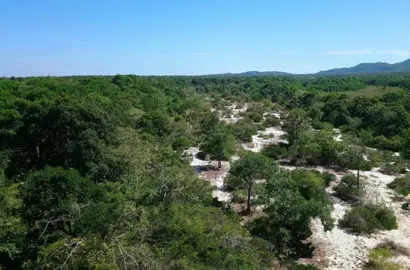 Giải Mã Nguyên Nhân Giảm Diện Tích Rừng Tự Nhiên Ở Lâm Đồng và Tác Động Đến Thị Trường Bất Động Sản