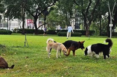 Giải mã quy định rọ mõm và xích giữ chó tại nơi công cộng: Tác động đến môi trường sống và bất động sản đô thị