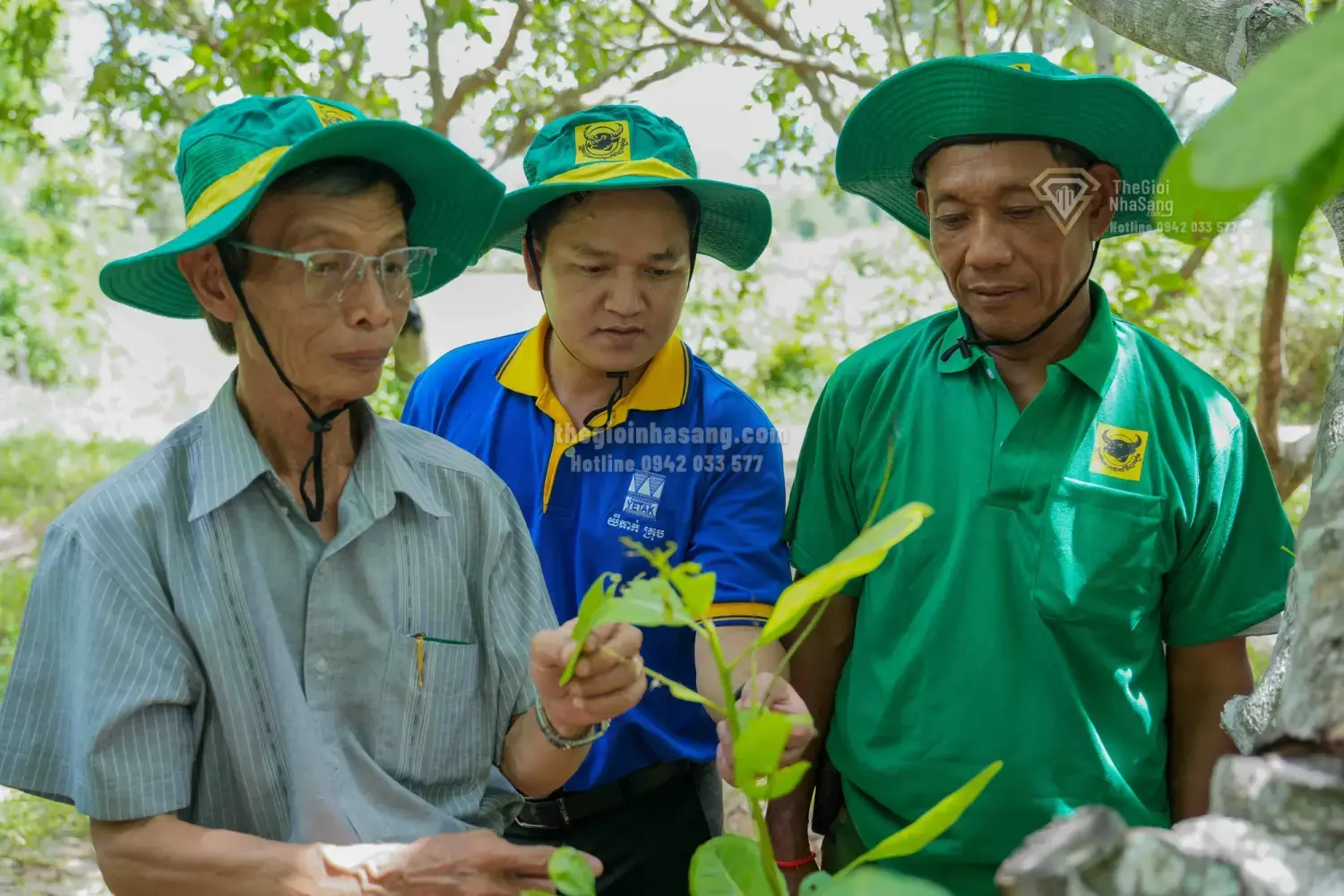 Giải pháp dinh dưỡng khoa học thúc đẩy phát triển vùng điều Campuchia và tác động đến thị trường bất động sản nông nghiệp vùng biên