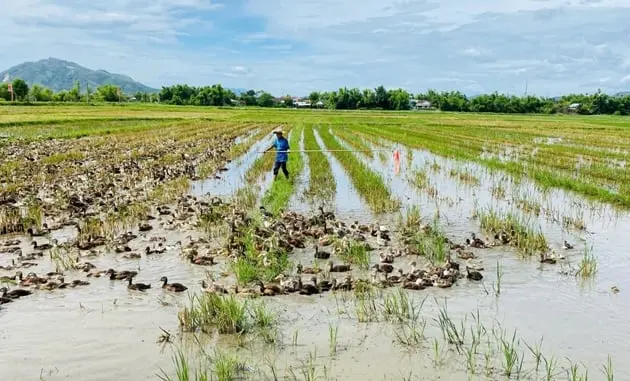 Nuôi vịt biển ở Gia Lai, nông dân được cán bộ khuyến nông tư vấn cặn kẽ, lại còn kết nối sẵn đầu ra