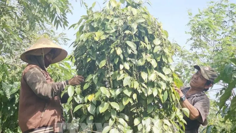 "Cây vàng đen" Việt Nam, trên con đường dẫn đến chuỗi giá trị tỷ đô đang gặp nút thắt gì?