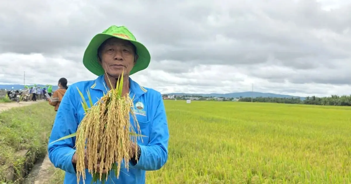 Nông Dân Gia Lai Bội Thu Nhờ Giống Cây Mới: Bí Quyết Nâng Cao Thu Nhập