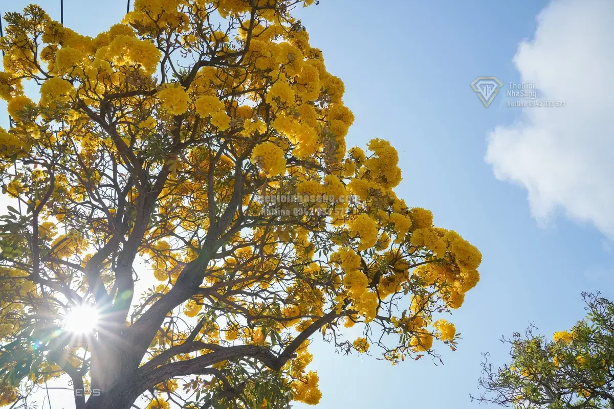 Hàng Hoa Chuông Vàng Rực Tại Vũng Tàu: Cơ Hội Mới Cho Bất Động Sản Nghỉ Dưỡng Và Đầu Tư Đô Thị