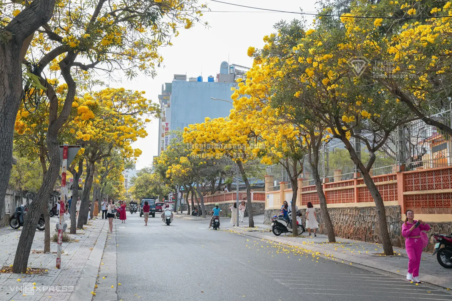Hàng Hoa Chuông Vàng Rực Tạo Điểm Nhấn Đặc Biệt Cho Thị Trường Bất Động Sản Vũng Tàu