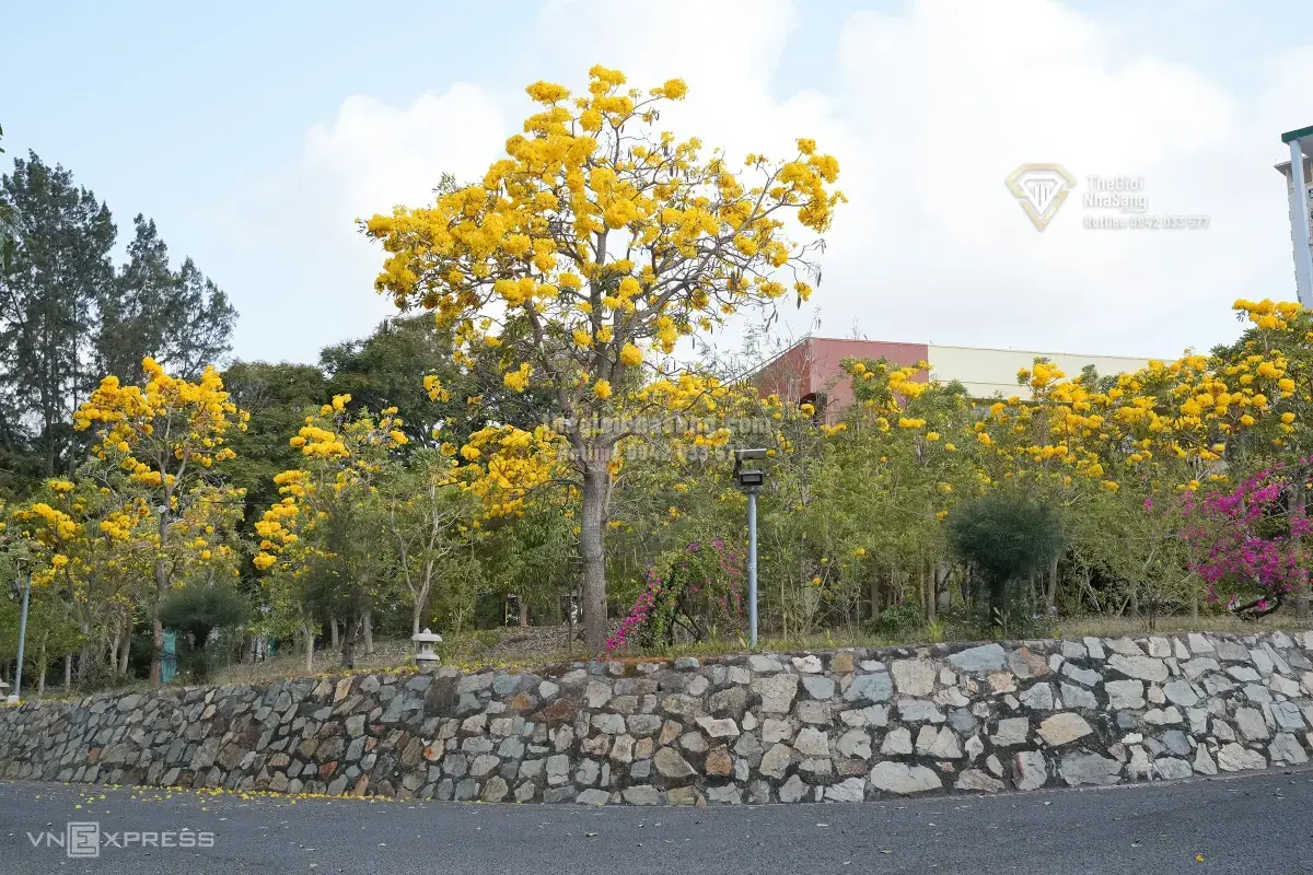 Hàng Hoa Chuông Vàng Rực Trên Đường Trần Quý Cáp: Tín Hiệu Mới Cho Thị Trường Bất Động Sản Vũng Tàu