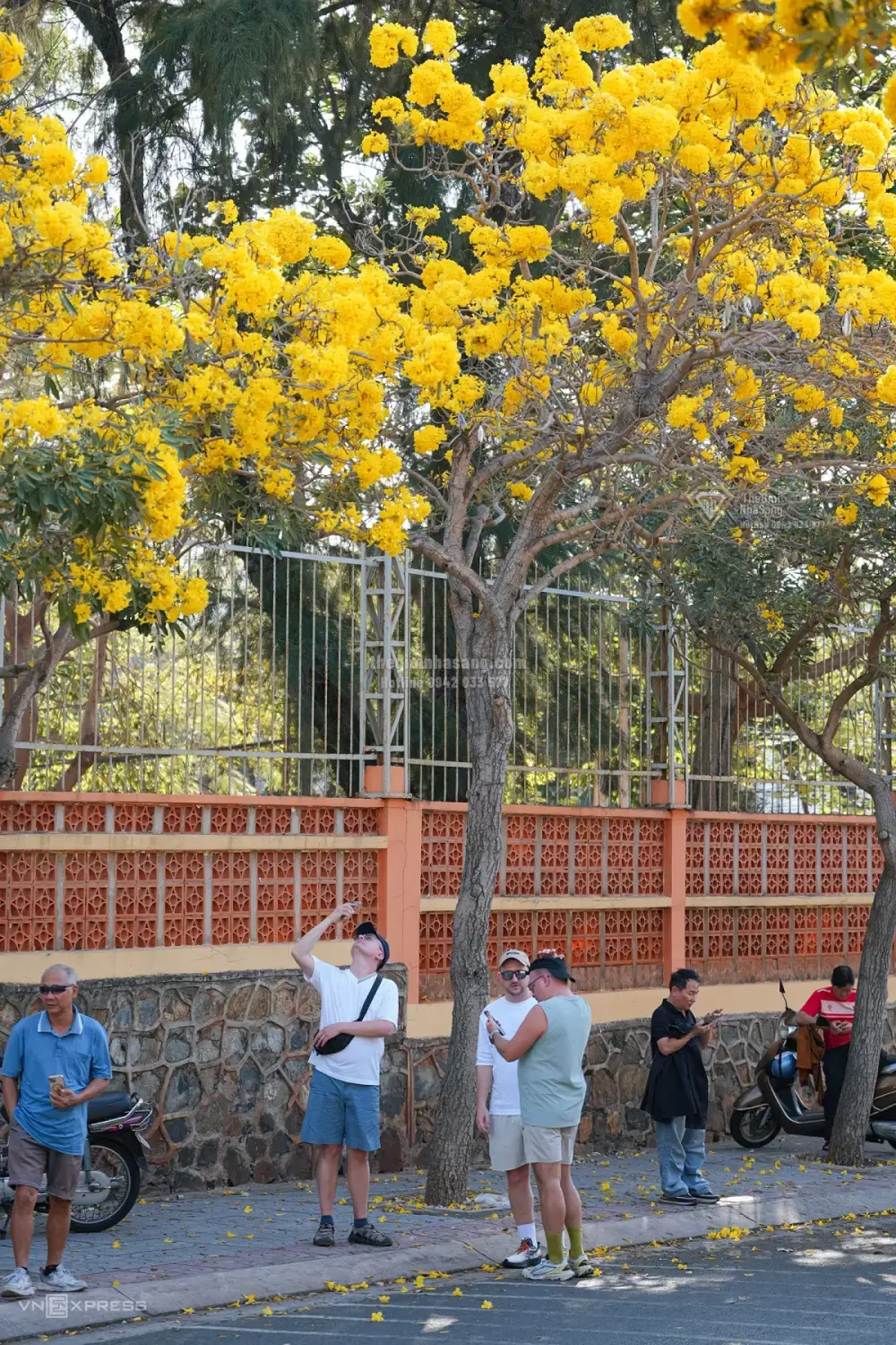 Hàng Hoa Chuông Vàng Rực Trên Đường Trần Quý Cáp: Tín Hiệu Mới Cho Thị Trường Bất Động Sản Vũng Tàu