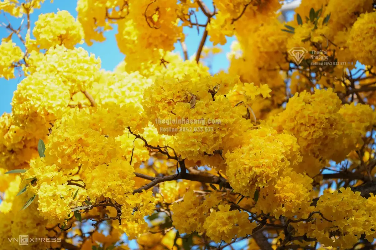 Hàng Hoa Chuông Vàng Rực Trên Đường Trần Quý Cáp: Tín Hiệu Mới Cho Thị Trường Bất Động Sản Vũng Tàu