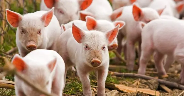 Dự báo giá heo hơi ngày 29/10: Nhiều địa phương tiếp tục giữ giá đi ngang