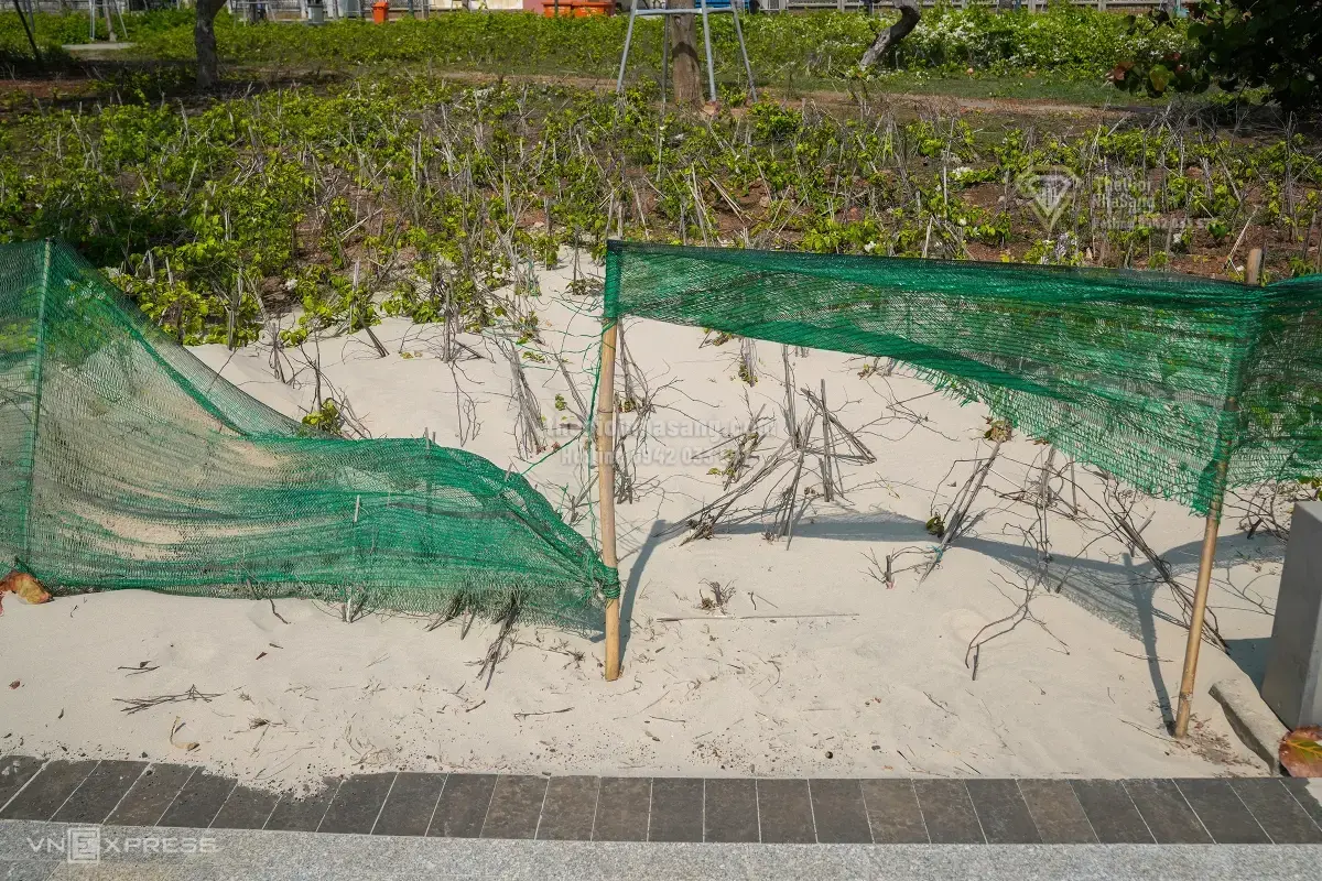 Hiện tượng cát bay tại Công viên Thùy Vân Vũng Tàu: Thách thức và giải pháp cho phát triển bền vững đô thị ven biển