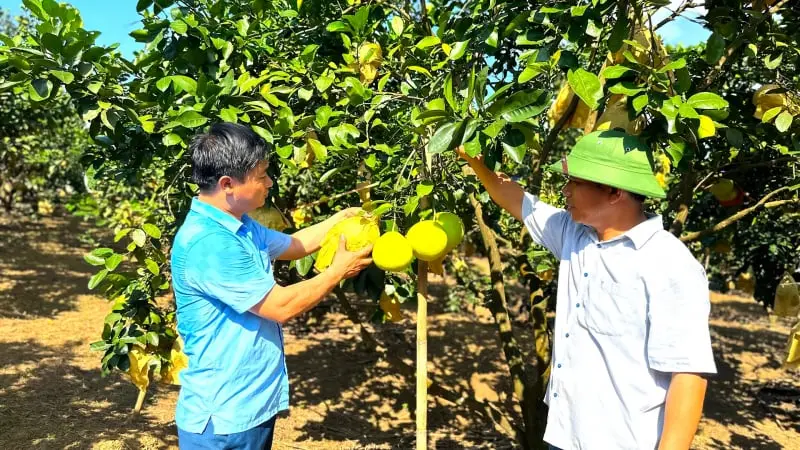 Ổi Ri Ruồi Nghi Xuân (Hà Tĩnh): Loại Quả Đặc Sản Vào Mùa, Giá Cao, Thương Lái Săn Lùng