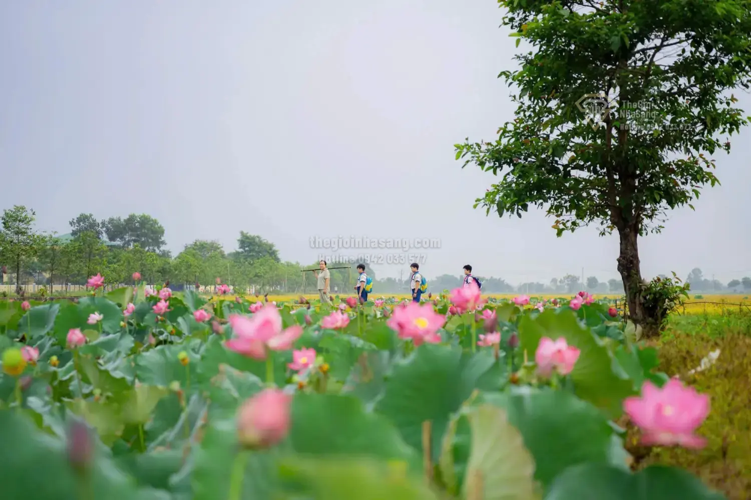 Huế Tháng 6: Sôi Động Với Tuần Lễ Âm Nhạc Quốc Tế và Ngày Hội Sen - Cơ Hội Vàng Cho Bất Động Sản Nghỉ Dưỡng