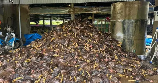 Hàng chục nghìn con gà chết sau bão, nhiều chủ trại ở Nghệ An trắng tay - Người Đưa Tin