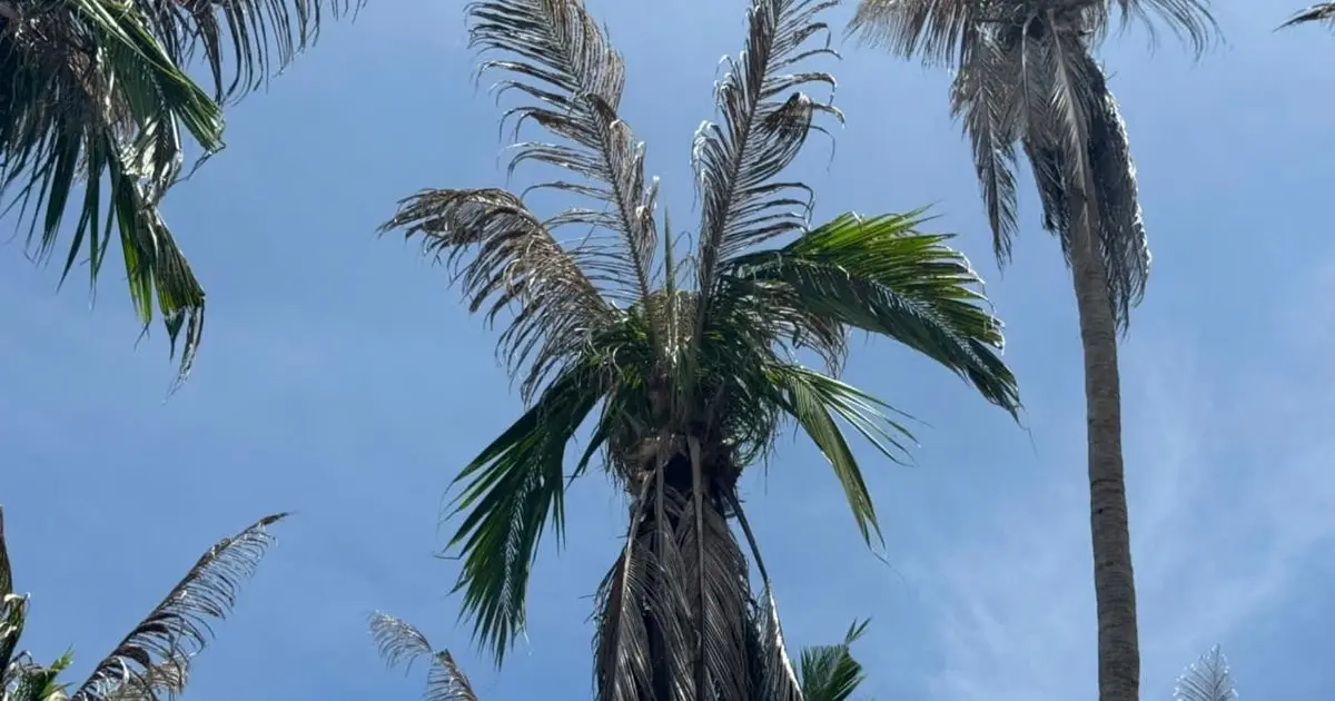 Gia Lai: Phòng trừ sâu đầu đen hại dừa - Báo Đại biểu Nhân dân