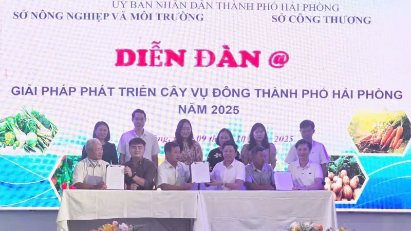 Hải Phòng sau sáp nhập tỉnh Hải Dương, là vựa rau miền Bắc, có 6.500 tỷ đồng tổng giá trị ...