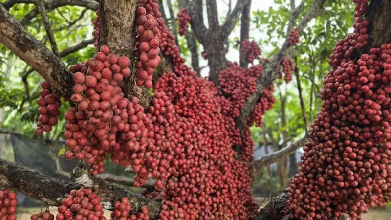 Gia Lai: Sốc với cây rừng "đổ quả" đỏ kín thân: Thoát ngờ là ảo diệu, hóa ra...