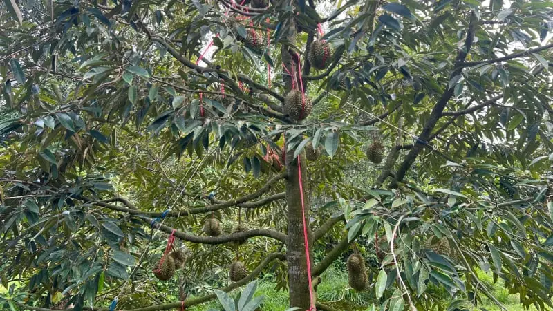 Lạ kỳ: Vườn sầu riêng chín cây, 100 cây sai trĩu quả ở Gia Lai, chín thơm lừng cả khu đồi