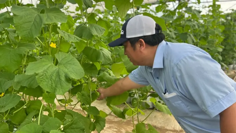 Mô hình trồng dưa lưới công nghệ cao ở Gia Lai: Cứ cắt bán là hút hàng, lãi cao