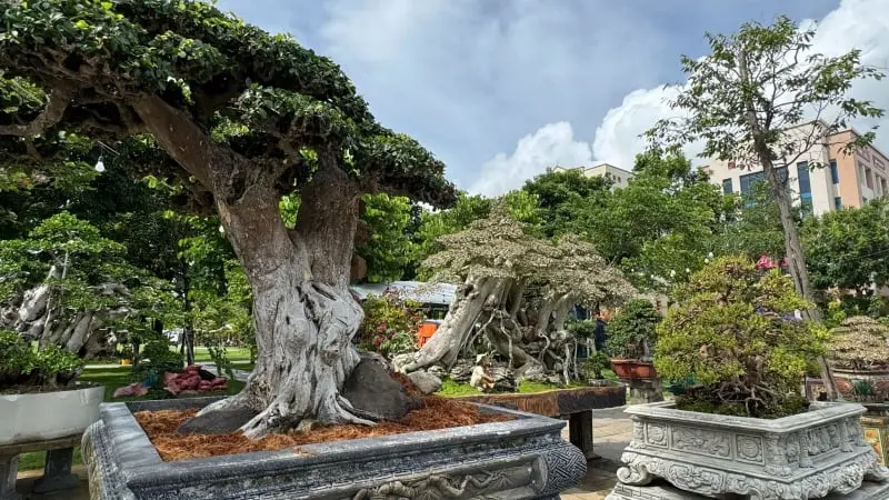Hơn 5.000 Cây Cảnh Dáng Thế Độc Lạ Hội Tụ ở Gia Lai: Điều Gì Khiến Giới Yêu Cảnh Không Thể Bỏ Lỡ?