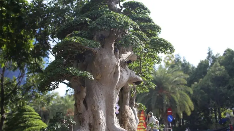 Thứ cây cổ thụ đang triển lãm ở phường Quy Nhơn, tỉnh Gia Lai, đúng kiểu "cổ, kỳ, mỹ", hút ...