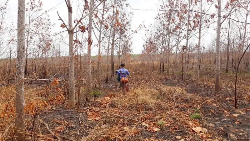 Gia Lai: Vì Sao 70% Cây Cao Su Trồng Trên 25.000ha Rừng Nghèo Chết, Còi Cọc?