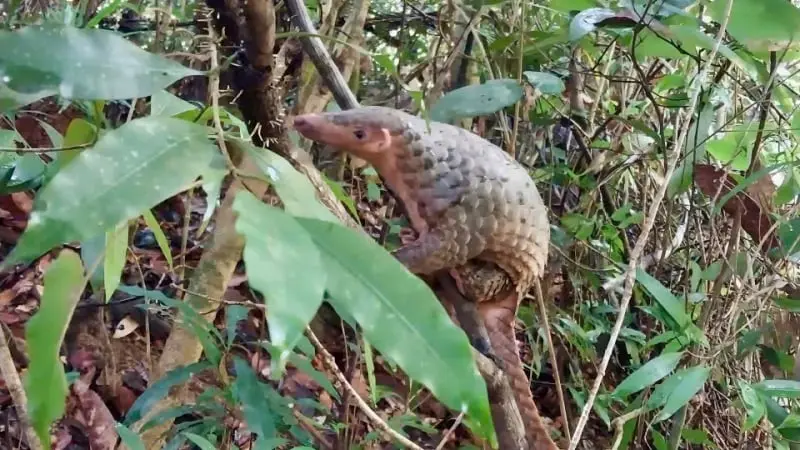 Đang dọn nhà, người đàn ông Gia Lai bất ngờ phát hiện “vị khách không mời, là động vật ...