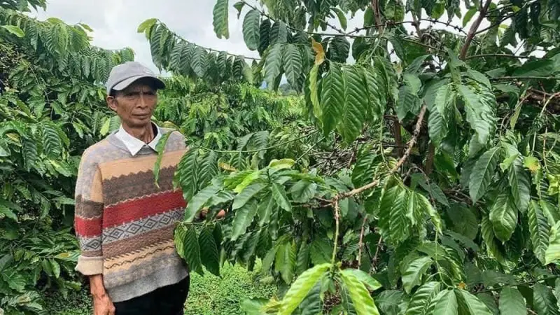 Cao kỷ lục, giá cà phê 115.000-120.000 đồng/kg, sao nông dân trồng cây tiền tỷ ở Gia Lai ...