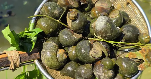 Khởi Nghiệp Thành Công Từ 12 Triệu Đồng Với Ốc Bươu Đen: Bí Quyết Làm Giàu Từ Nông Nghiệp