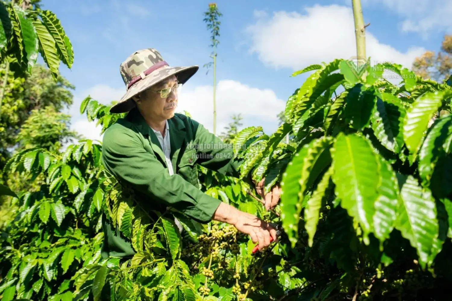 Lễ hội cà phê Việt Nam 2025: Cơ hội nâng tầm giá trị nông sản và tác động đến thị trường bất động sản vùng nguyên liệu