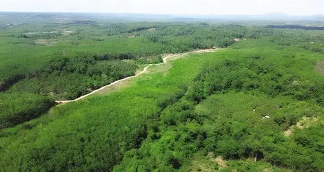 Loay hoay chuyển đổi diện tích cao su kém hiệu quả tại Gia Lai - Baodautu.vn