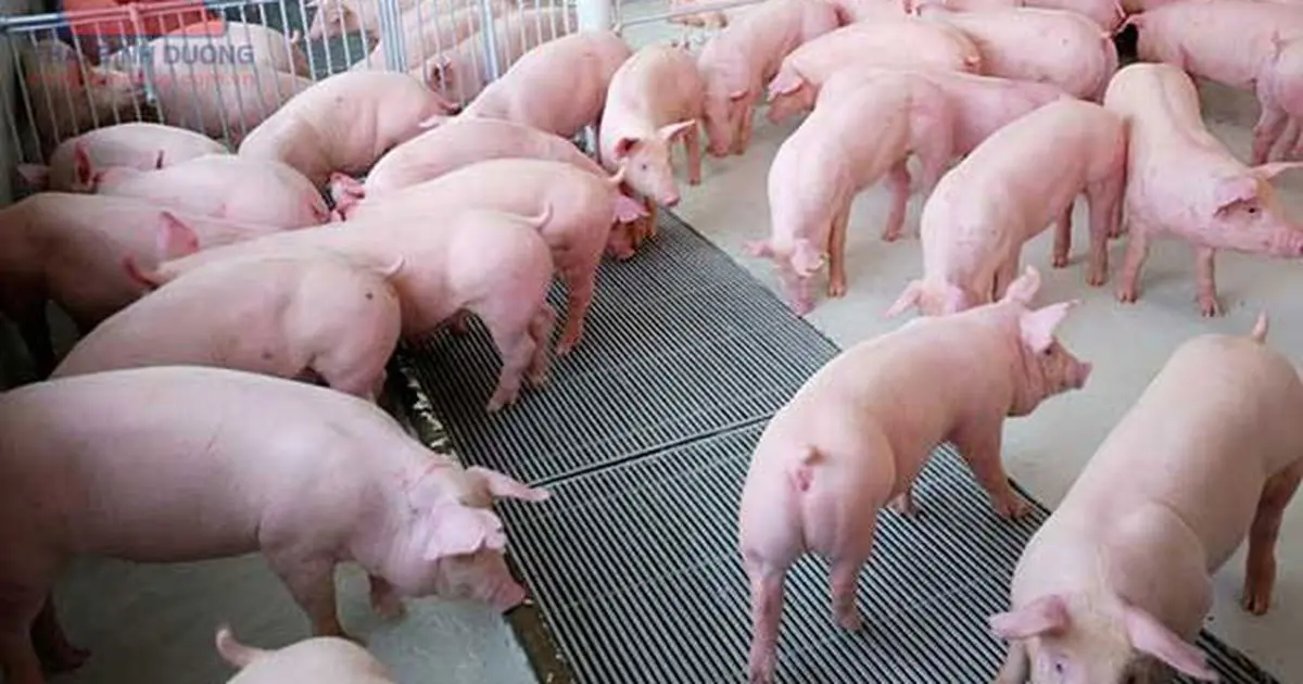 Giới thiệu 13 tiến bộ kỹ thuật mới trong lĩnh vực chăn nuôi