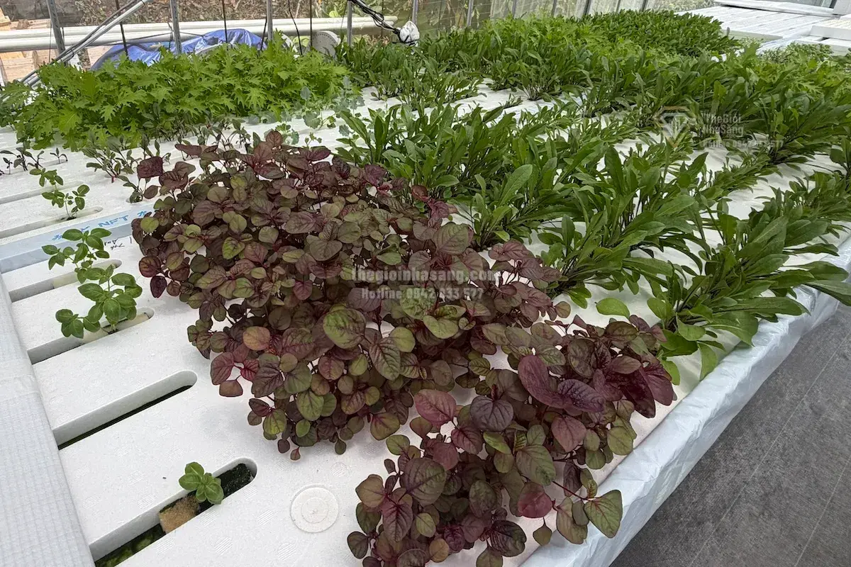 Mô Hình Năng Lượng Tái Tạo và Nông Nghiệp Thủy Canh Tại Palau: Cơ Hội Mới Cho Phát Triển Bền Vững và Đầu Tư Bất Động Sản Đảo Quốc