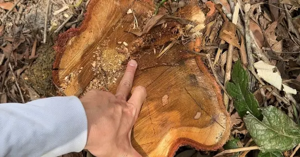 Gia Lai: Ban Quản lý rừng có lạm quyền, tiếp tay cho việc khai thác keo trái phép? - lsvn.vn