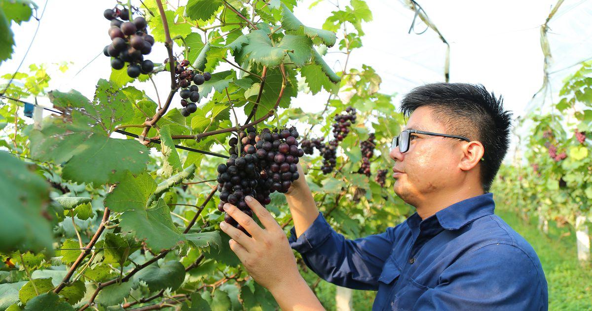 Bỏ nghề kỹ sư hàng hải, 9X về ven đô phát triển nông nghiệp xanh
