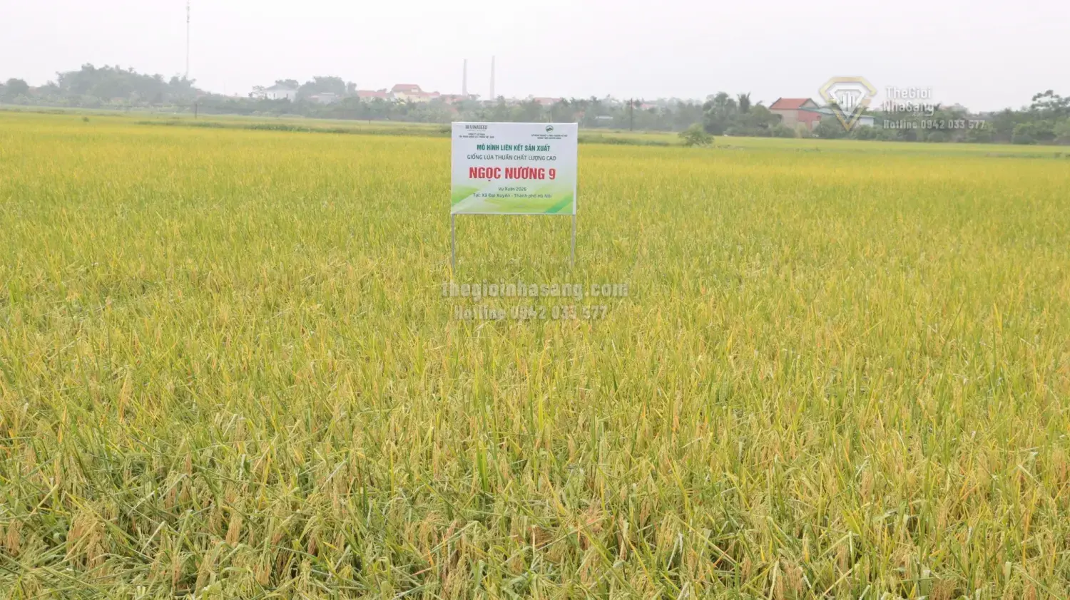 Nâng Tầm Giá Trị Lúa Gạo Thủ Đô Qua Mô Hình Sản Xuất An Toàn và Hiện Đại: Tác Động Đến Thị Trường Bất Động Sản Nông Thôn Hà Nội